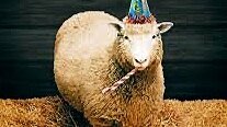 A sheep in a party hat